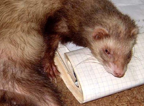 furry ferret