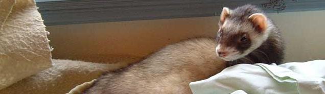 ferret in repose