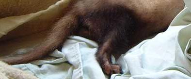 ferret in repose