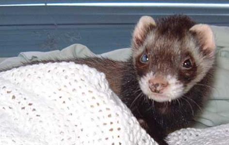fancy ferret