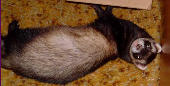 furry ferret