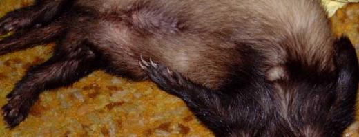 flashy ferret