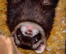 flashy ferret
