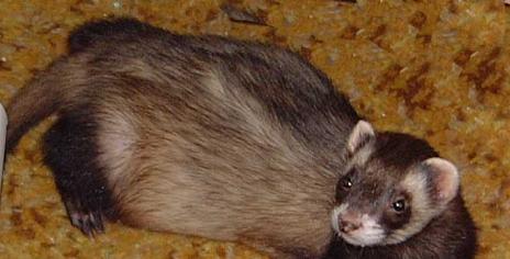 ferret