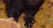 ferret