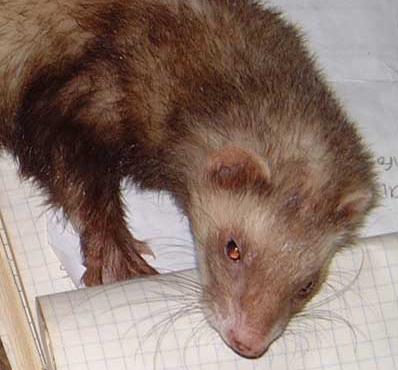 frolicking ferret